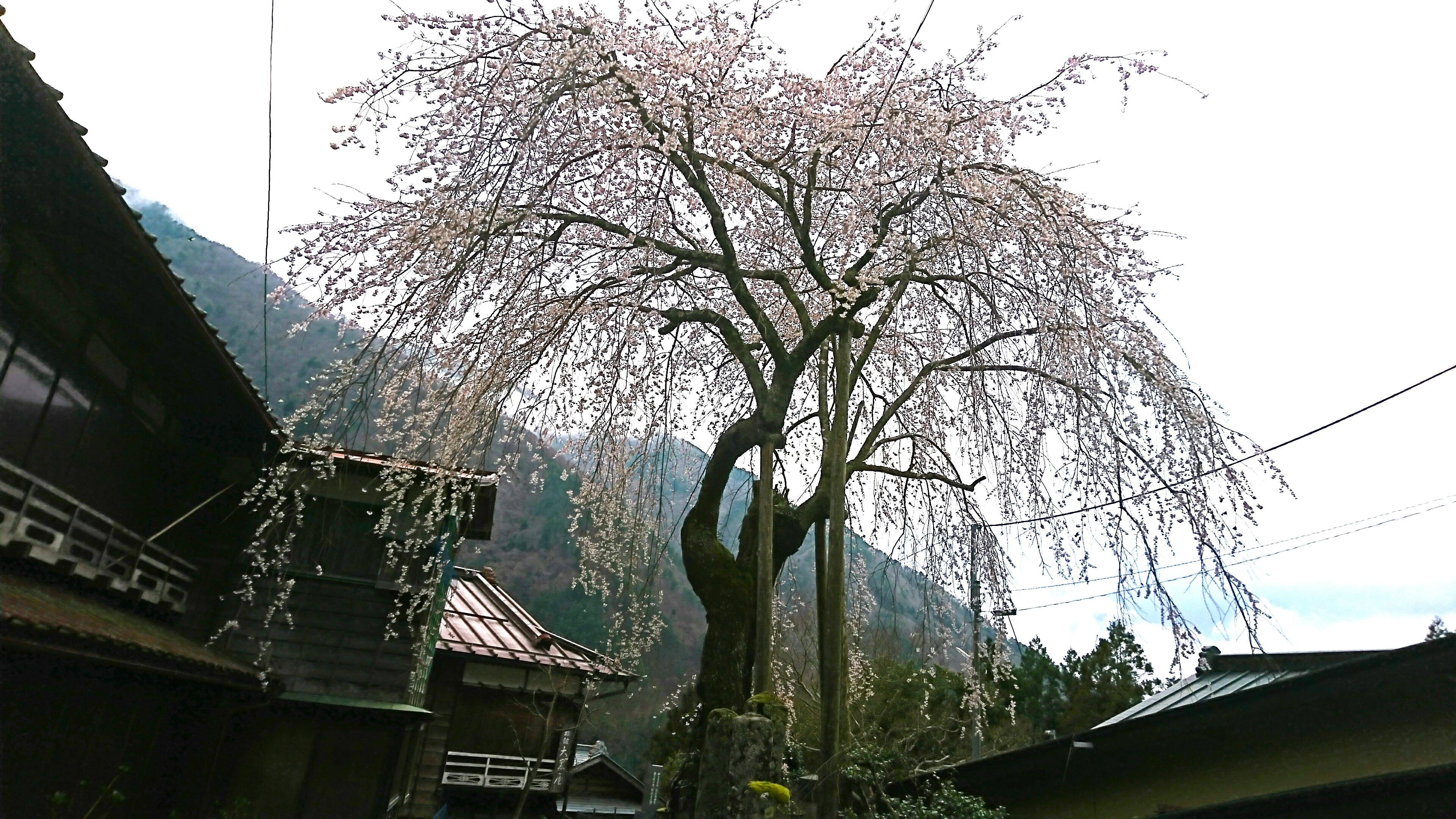 春　妙福寺と桜