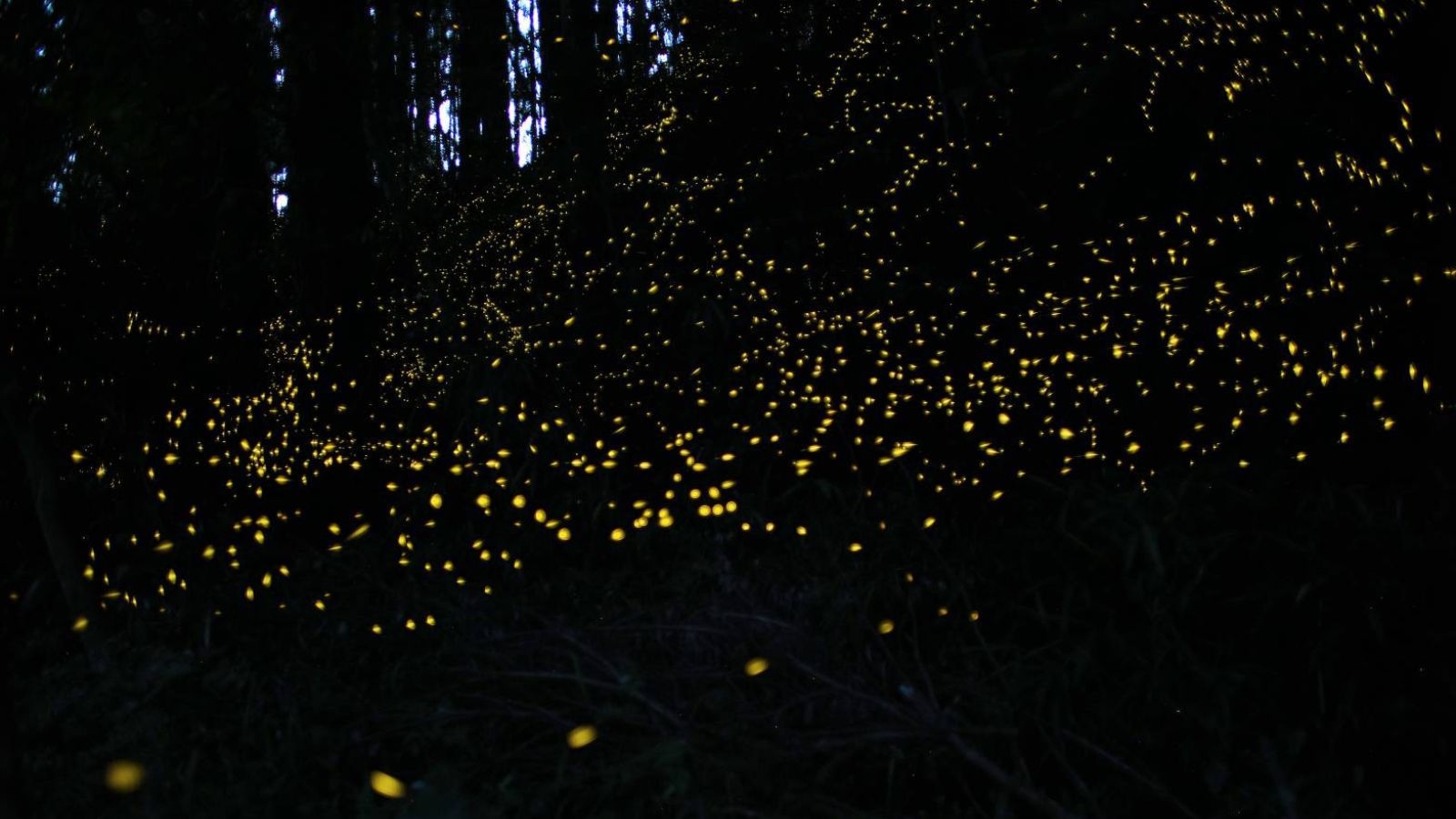 【オススメ・蛍旅5/10〜6/30｜1泊2食】非日常の癒しの体験　ジャカランダと蛍の夕べ特別な休日を