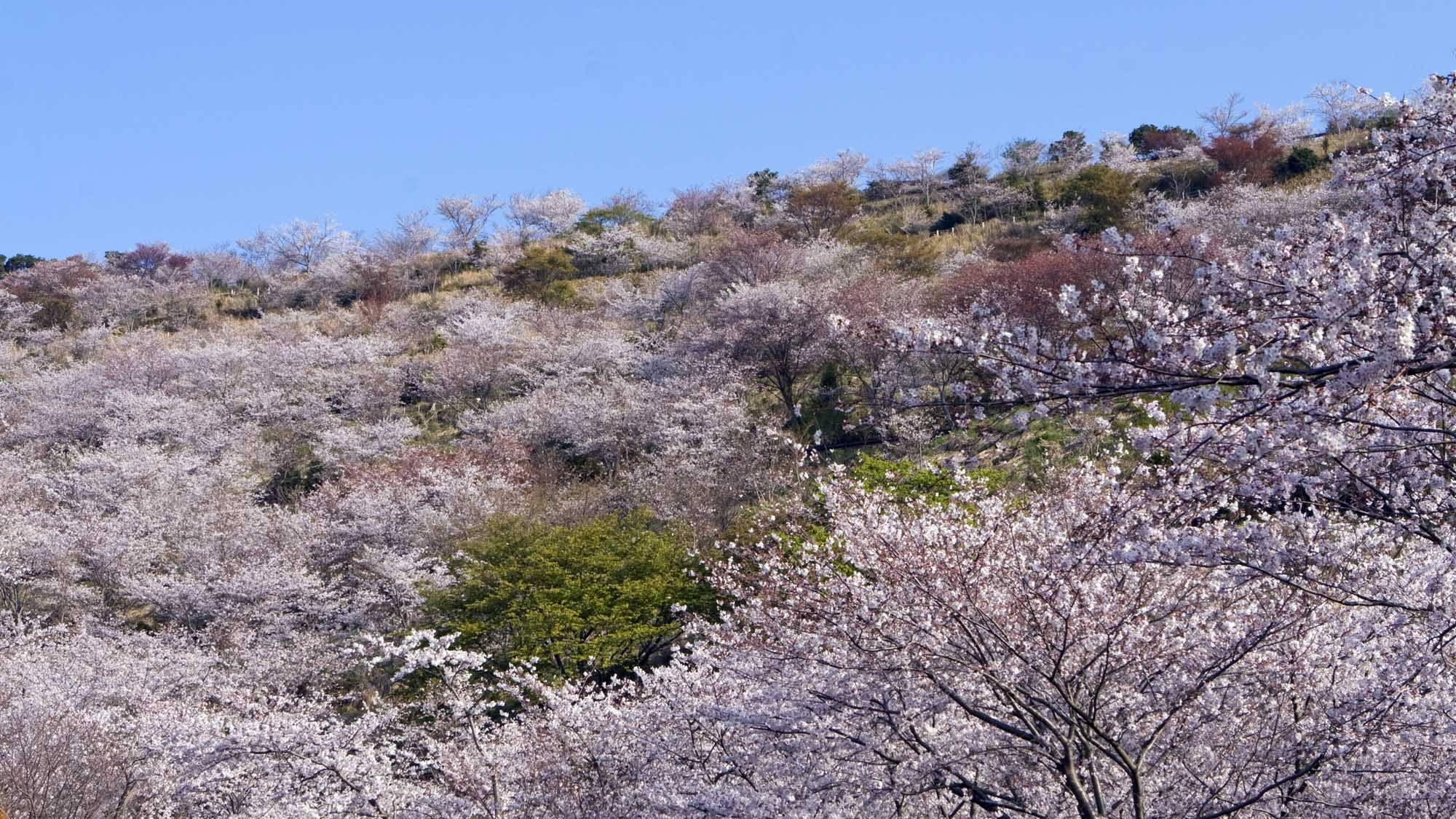 ＜桜旅　2/1〜3/31＞離れの露天風呂付客室から眺める春景色　芽吹きと桜を楽しむ森の休日を（禁煙）