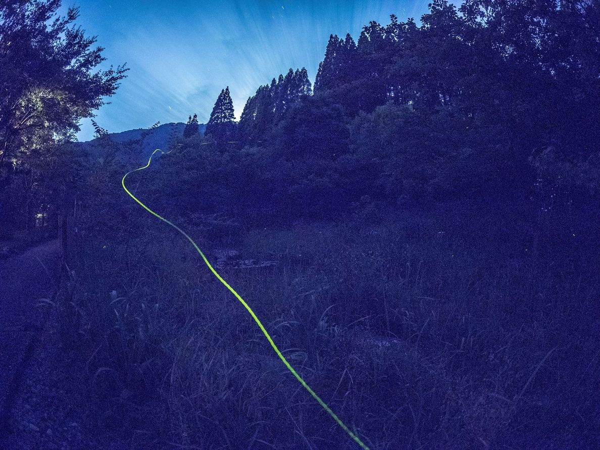 【オススメ・蛍旅5/7〜6/30｜1泊2食】非日常の癒しの体験　ジャカランダと蛍の夕べ　特別な休日を