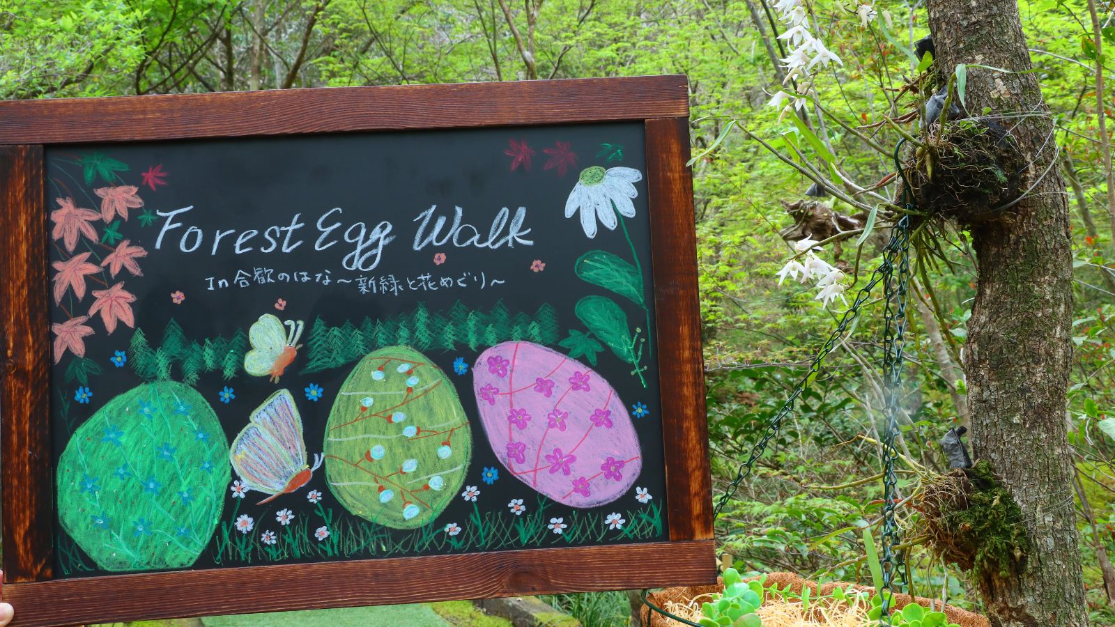 Forest Egg Walk