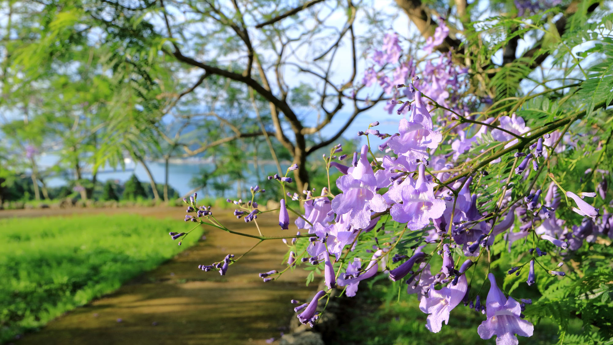 5月下旬～6月中旬
世界三大花木の一つと言われるジャカランダ。
道の駅なんごう周辺では、日本で唯一1000本のジャカランダが群生しています。
鮮やかな紫色の花が咲き、幻想的な世界が広がります。