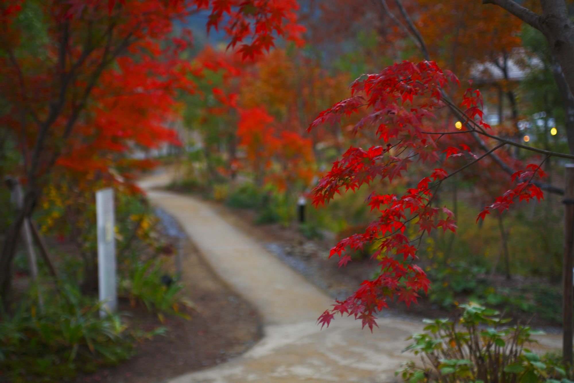 美しい紅葉美　紅葉狩り散歩