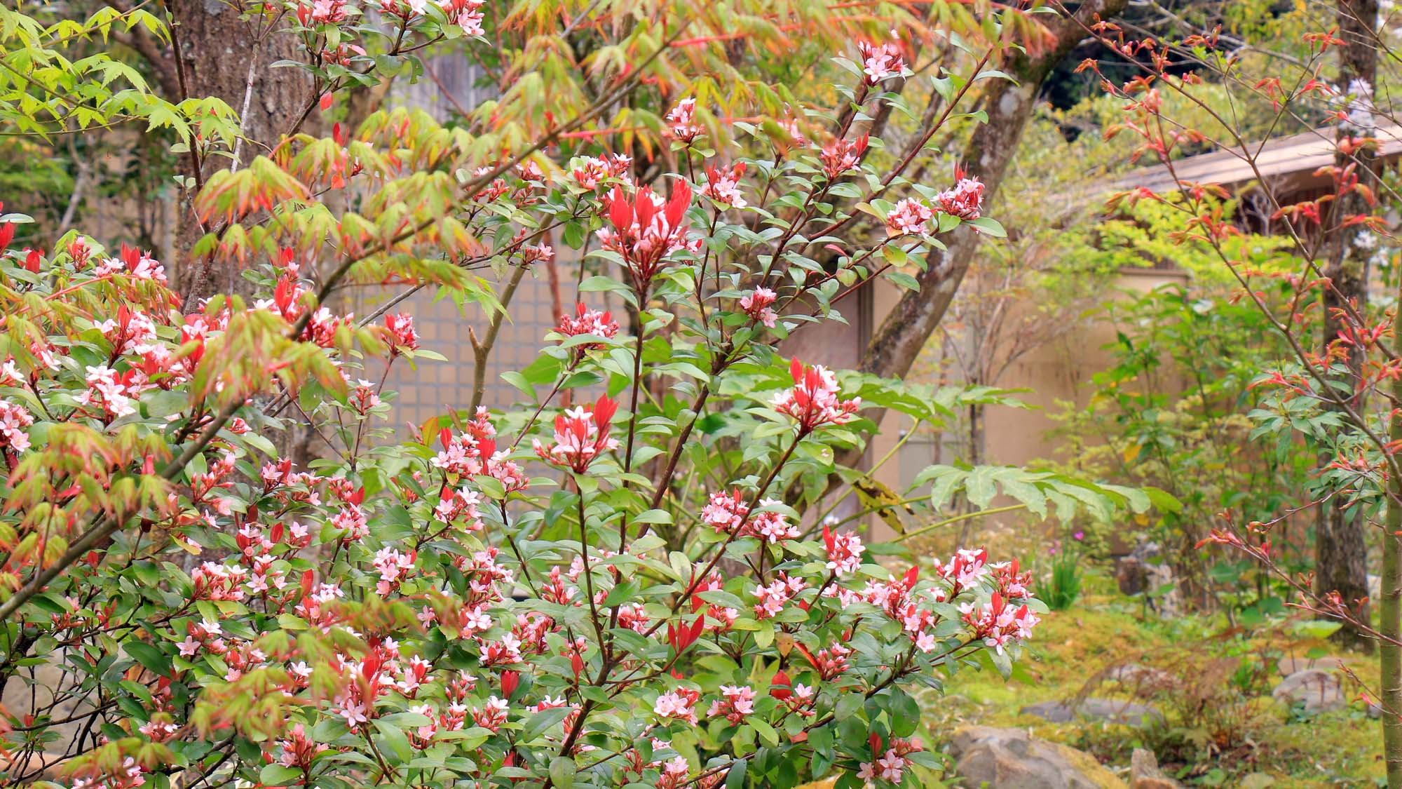 春　敷地内の草木花