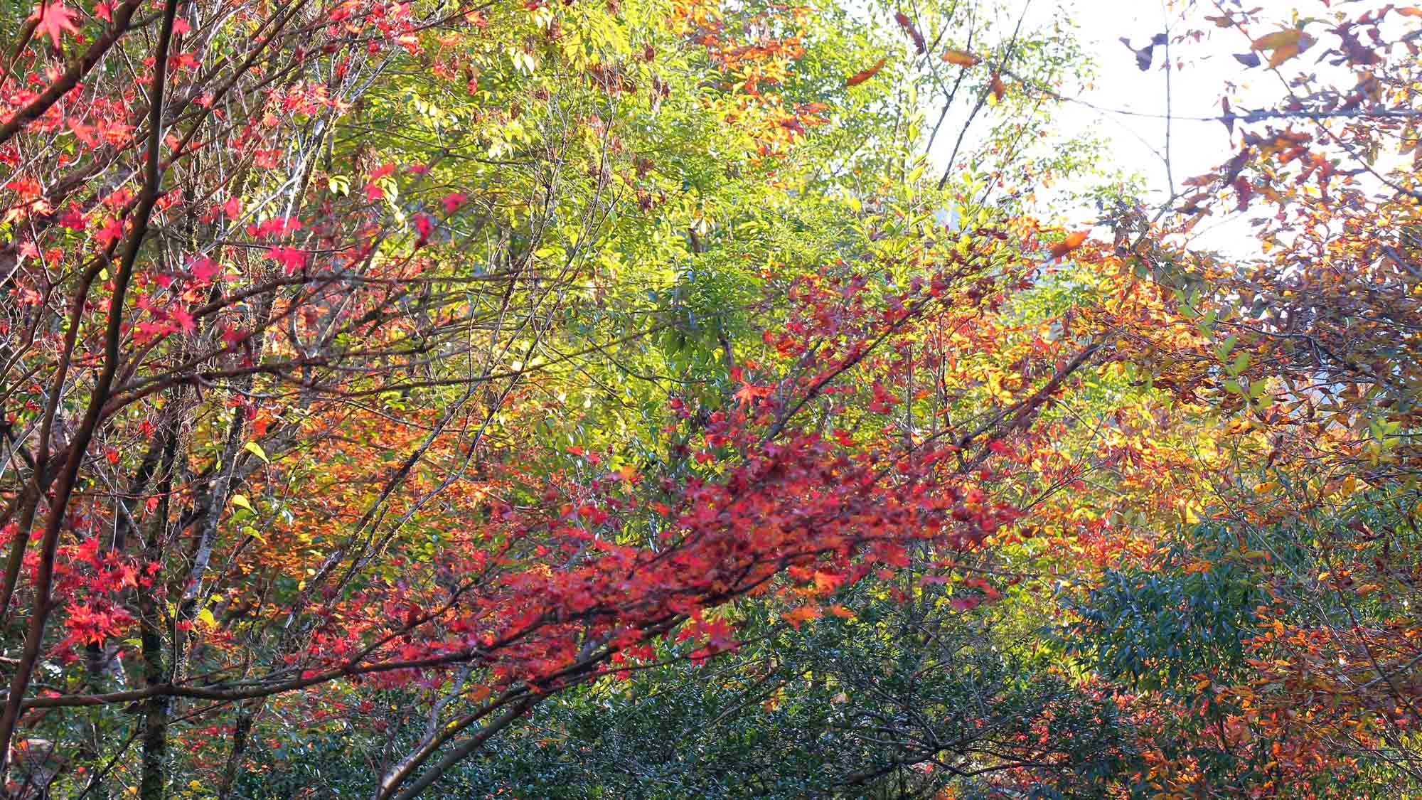 敷地内の紅葉の様子