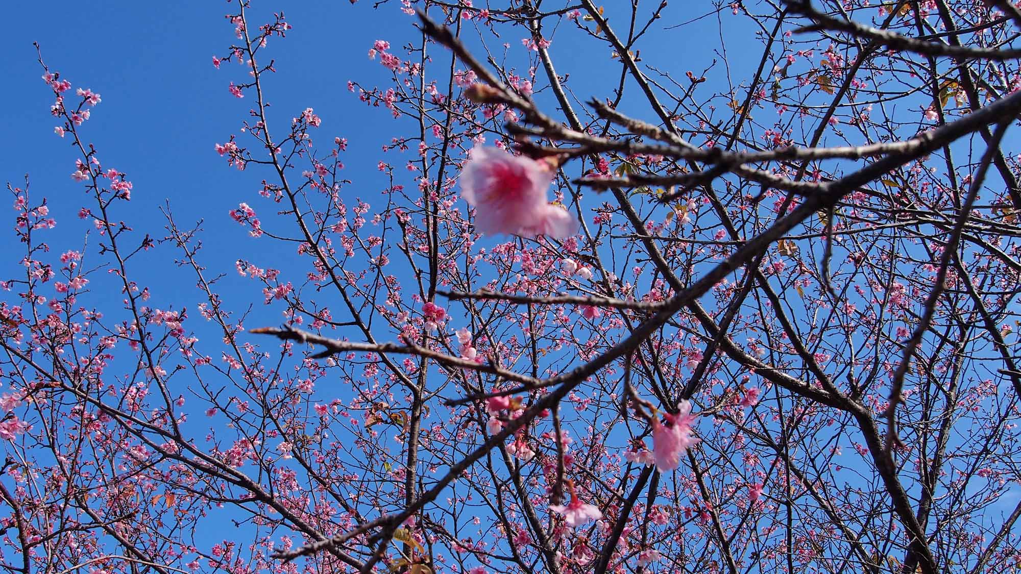 早咲きの桜として知られる「日南寒咲（にちなんかんざき）１号」