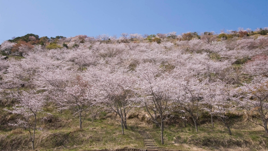 花立公園　一万本の桜