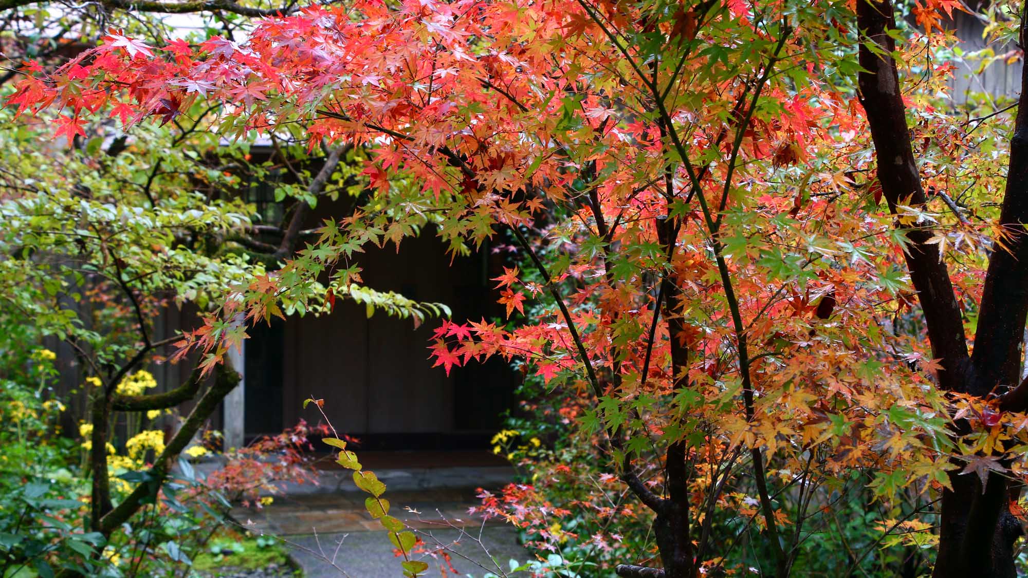 紅葉　敷地内の様子