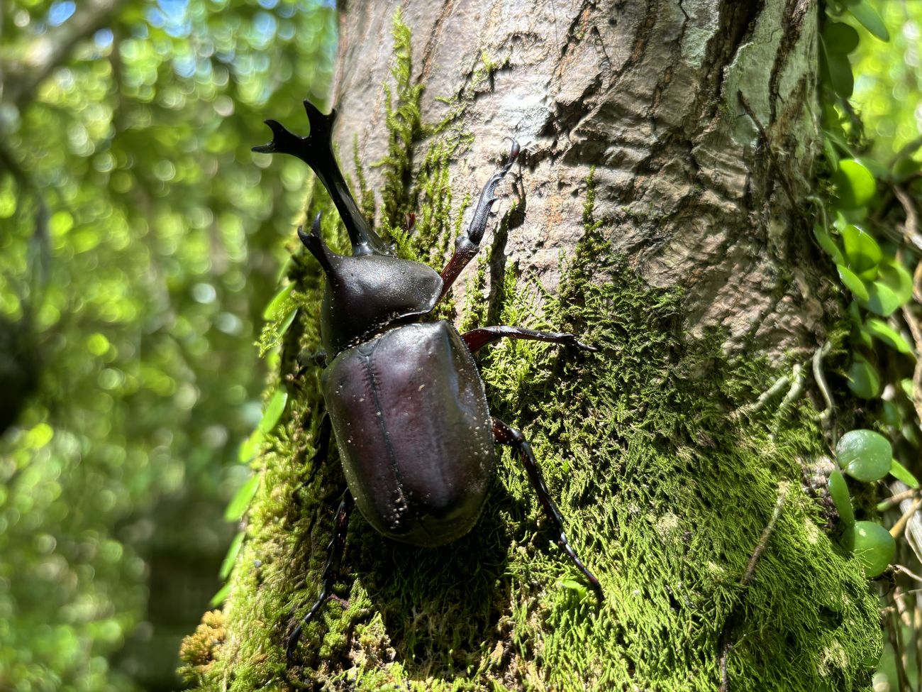 夏の王様　カブトムシ 