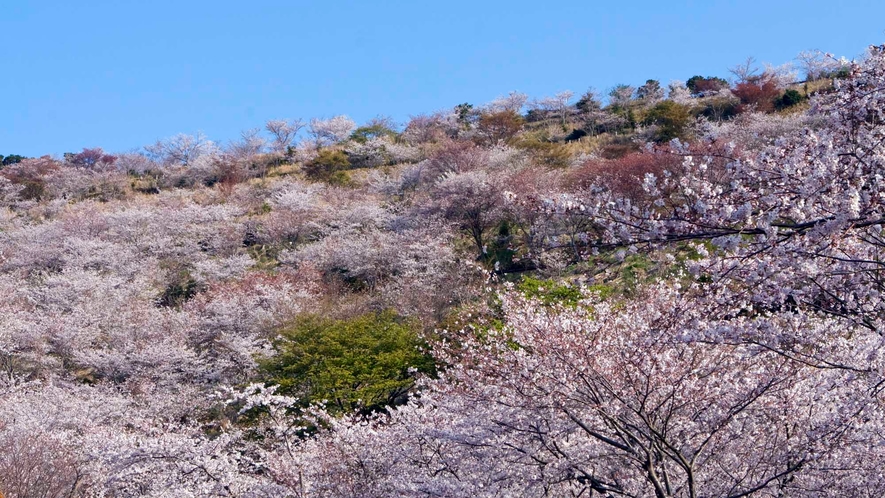 花立公園　一万本の桜