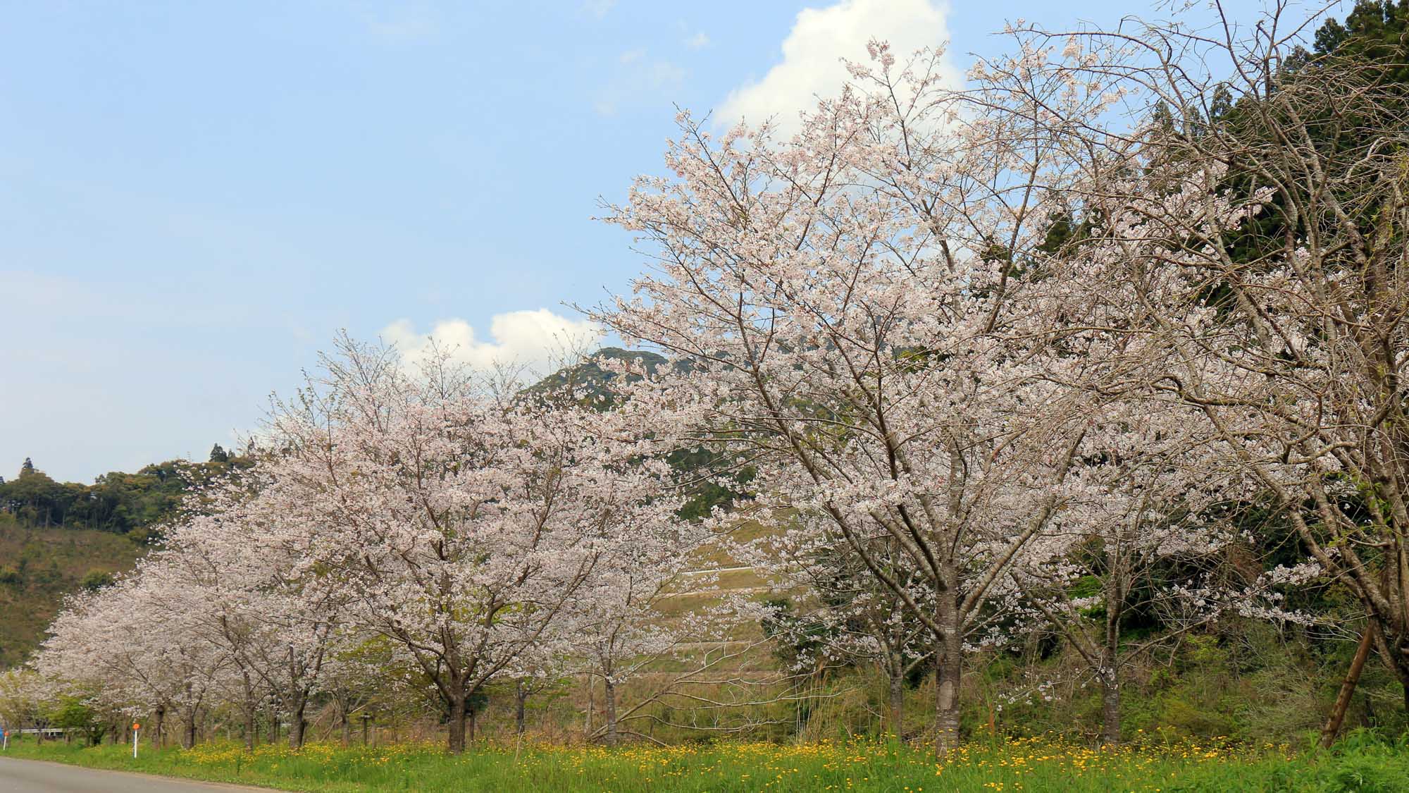 花立公園　周辺の桜
