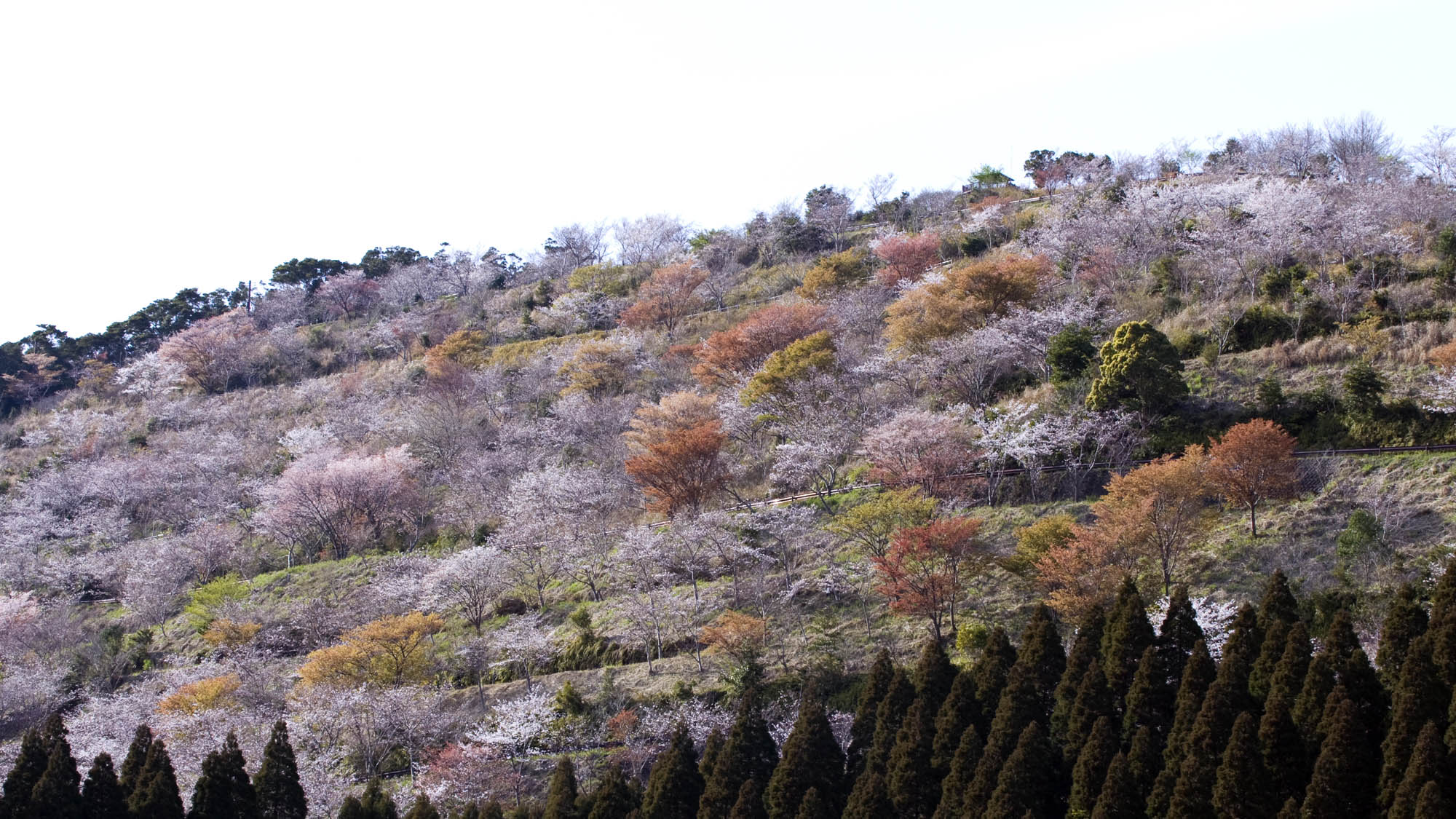 花立公園　一万本の桜