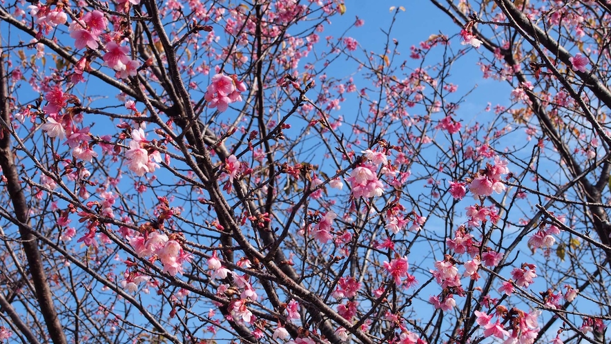 早咲きの桜として知られる「日南寒咲（にちなんかんざき）１号」