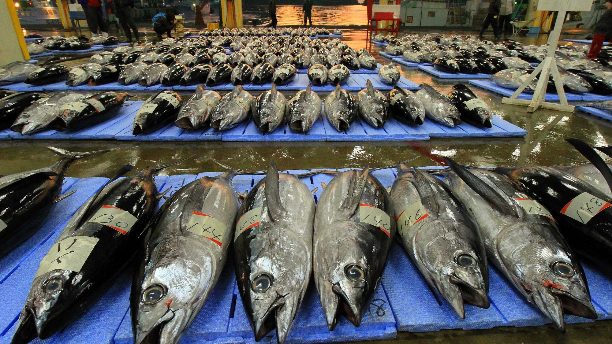 ◆勝浦漁港にぎわい市場の競り　