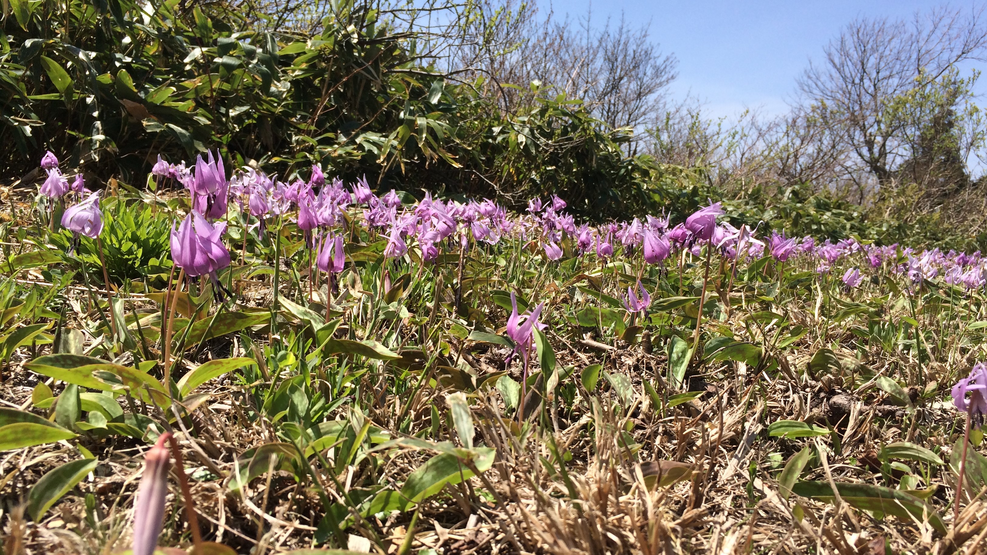 【船通山山頂のカタクリの花】