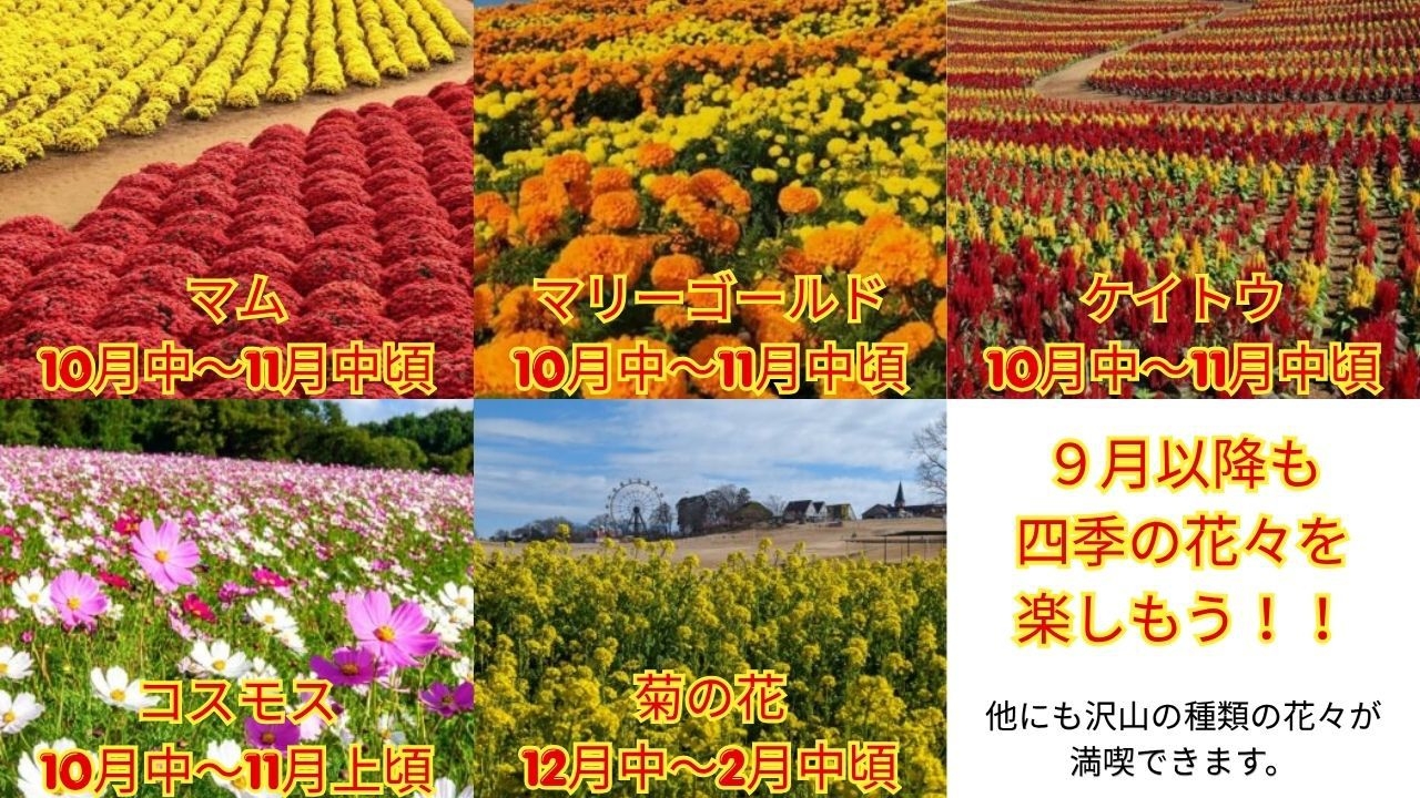 【素泊まり】　東京ドイツ村入園券付　四季の花々　自然とのふれあい　お子様から大人まで楽しめます！！