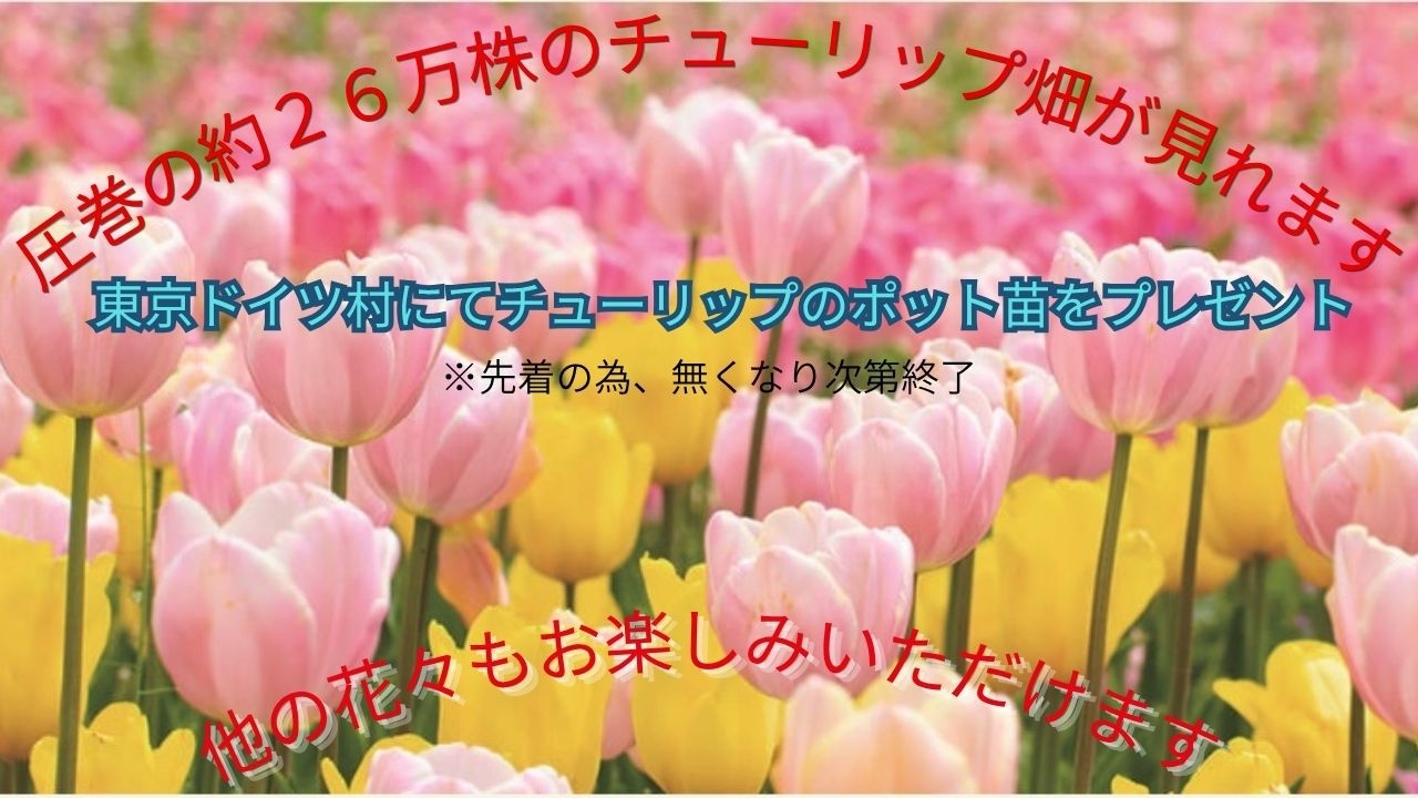 【素泊まり】　東京ドイツ村入園券付　春の花まつり開催中　★先着にてチューリップのポット苗プレゼント★