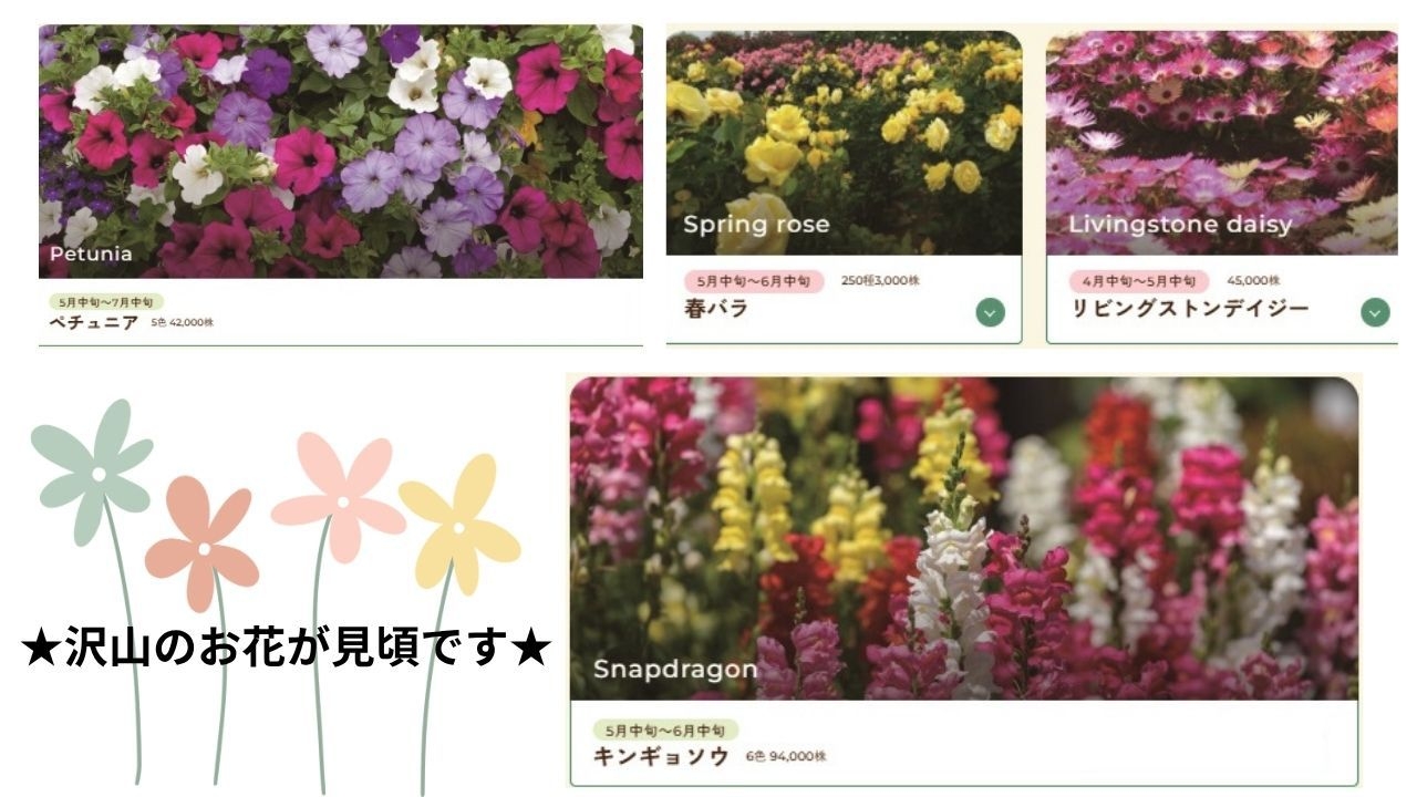 【素泊まり】　東京ドイツ村入園券付　風薫る東京ドイツ村にて色彩豊かな花々が見頃です♪♪
