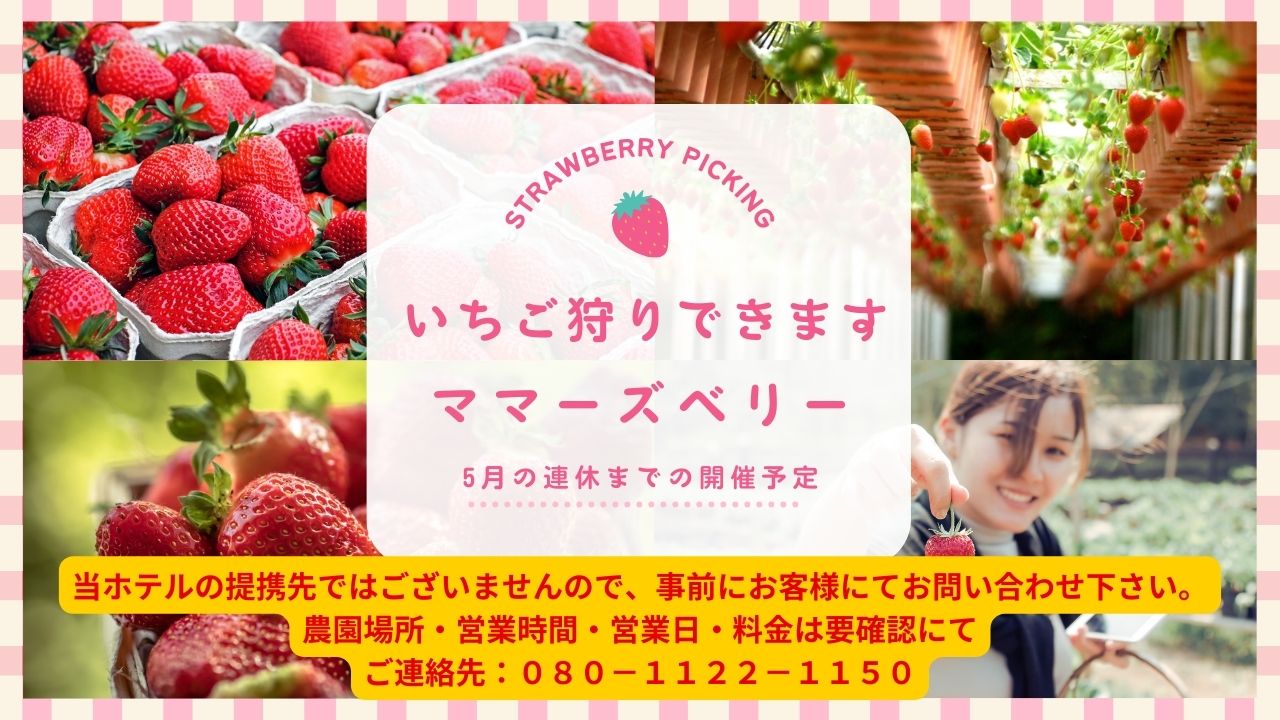 いちご狩りできます。近隣の農園にて５月GWまでの予定です。