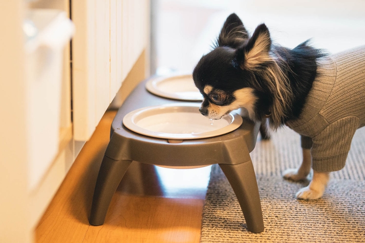 わんちゃん用の食器も貸し出しております。