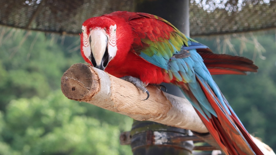 【長崎バイオパーク】カピバラやフラミンゴなど、珍しい動物と触れ合うことが出来ます。当館より車で55分