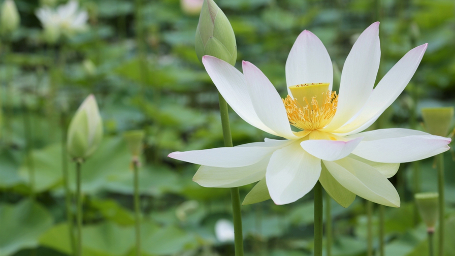 【夏の極み】豪華！和牛鉄板焼き×鮑の踊り焼き×のどぐろ照り焼きに海鮮舟盛りまで！夏限定の最上級会席！