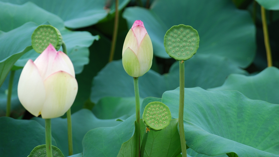 【舟盛りがメイン！夏の煌き】旬の海鮮舟盛りどど〜んとお1人1つ付！花はす咲き誇る「花はす公園」隣接！