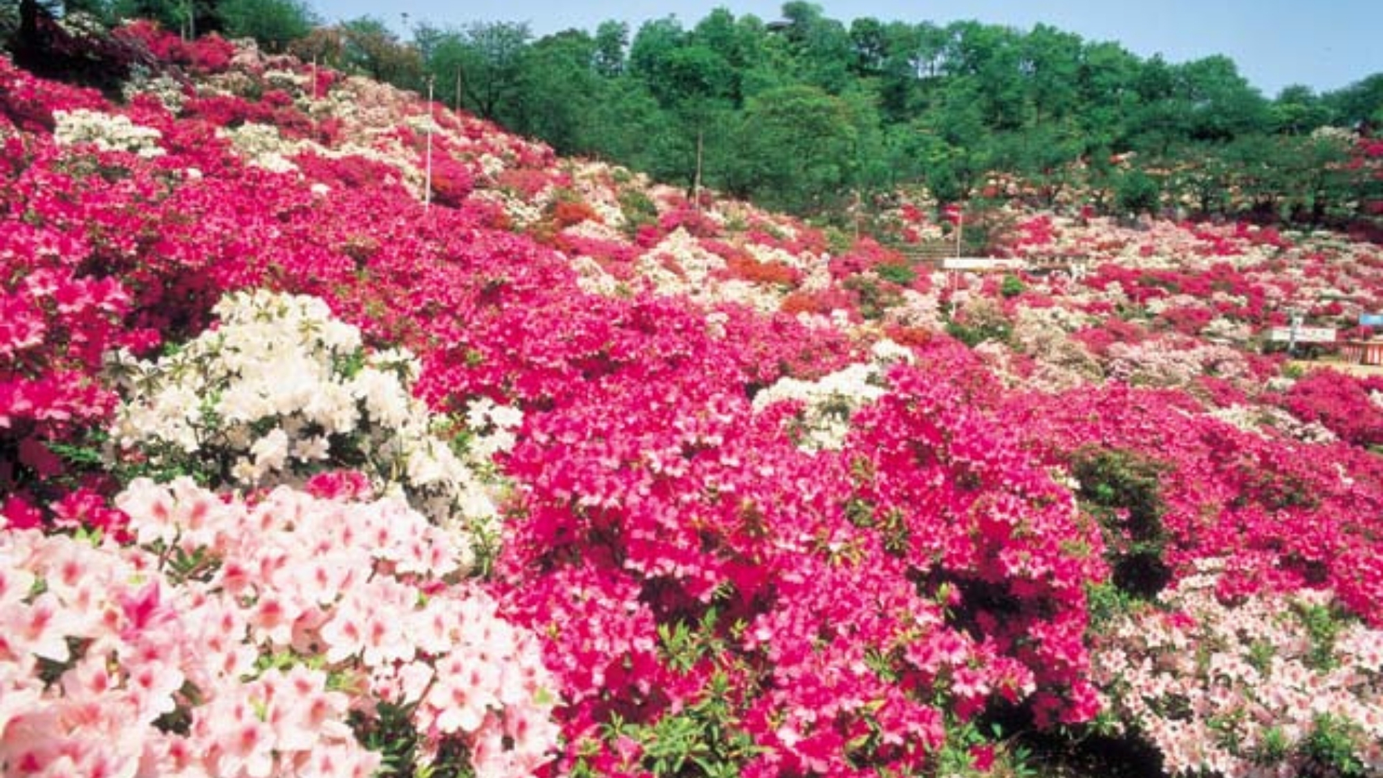 「西山公園」は、約5万株が咲き乱れる日本海側随一のつつじの名所。5月上旬につつじまつりが行われます。