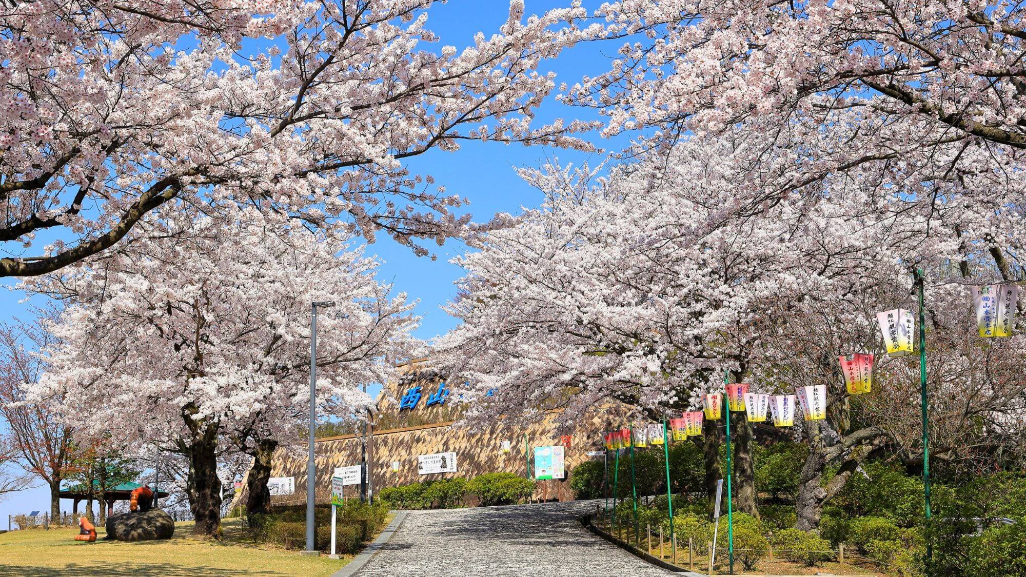 当館よりお車で25分。西山公園は桜の名所百選。広大な敷地に約1,500本の桜が咲き誇ります。