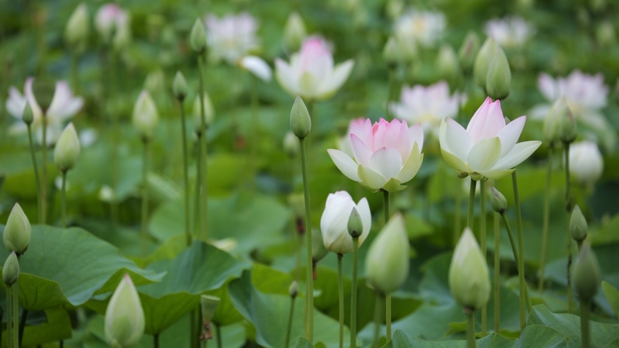 毎年、花はすが満開になる夏には、花はすまつりが開催されます。