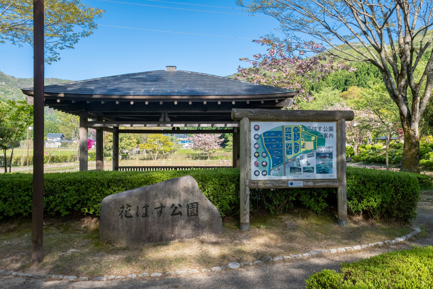 そまやまに隣接する「花はす公園」で色とりどりの世界の花はすをお愉しみ頂けます。
