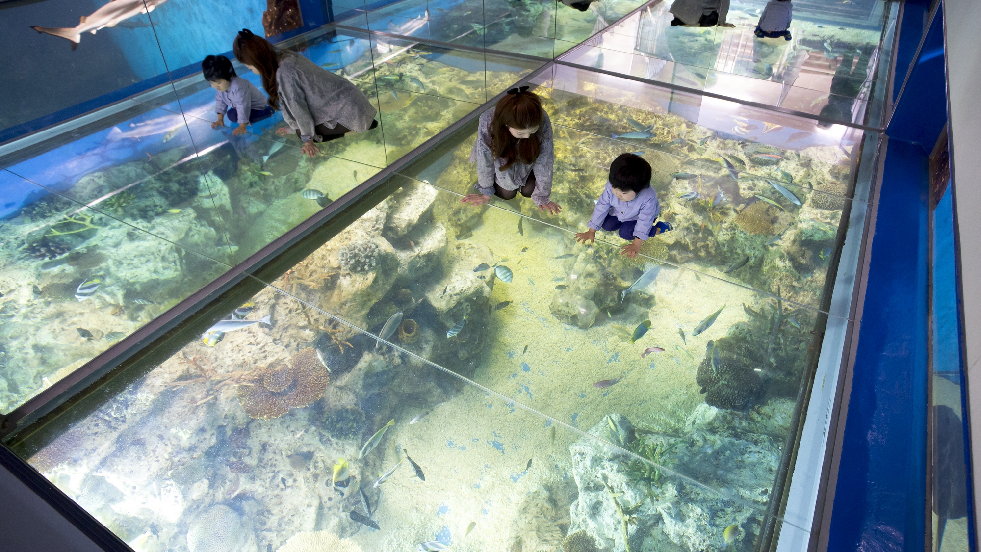 見て触れて学びながら楽しめる、お子様に人気の「越前松島水族館」。