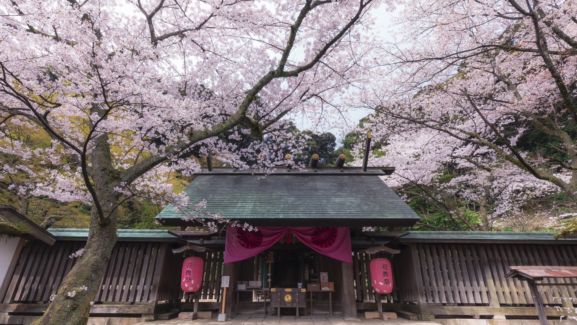 金崎宮では千本桜が咲き乱れるなか「花換えまつり」が開催されます。夜桜のライトアップも