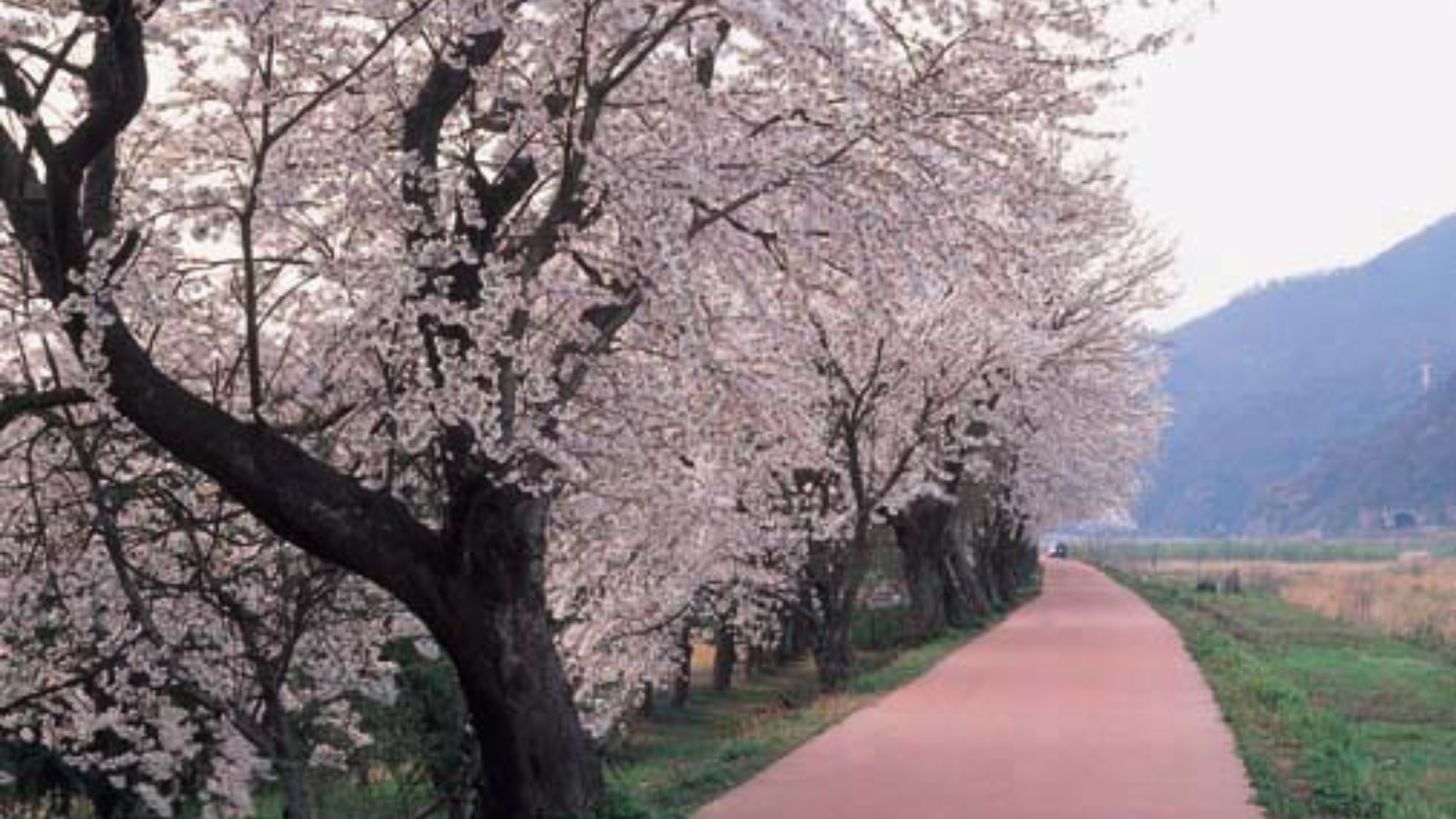 南条レインボーパーク桜