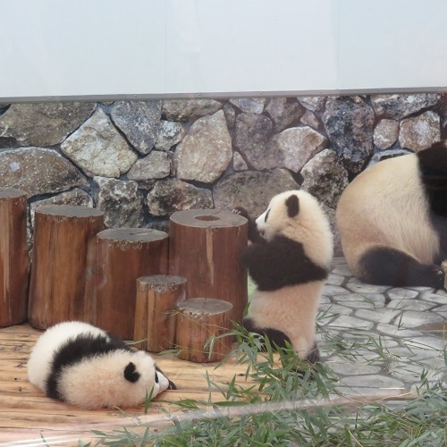 アドベンチャーワールドのパンダを見るなら、コスパ最高！グランパスSEAプラン！