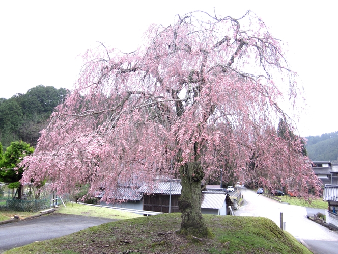 桜