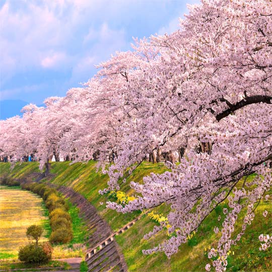 お花見シーズン　桧木内川提　