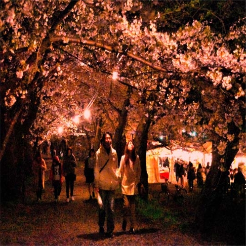 【春】　お花見シーズン　桧木内川提　夜のライトアップ