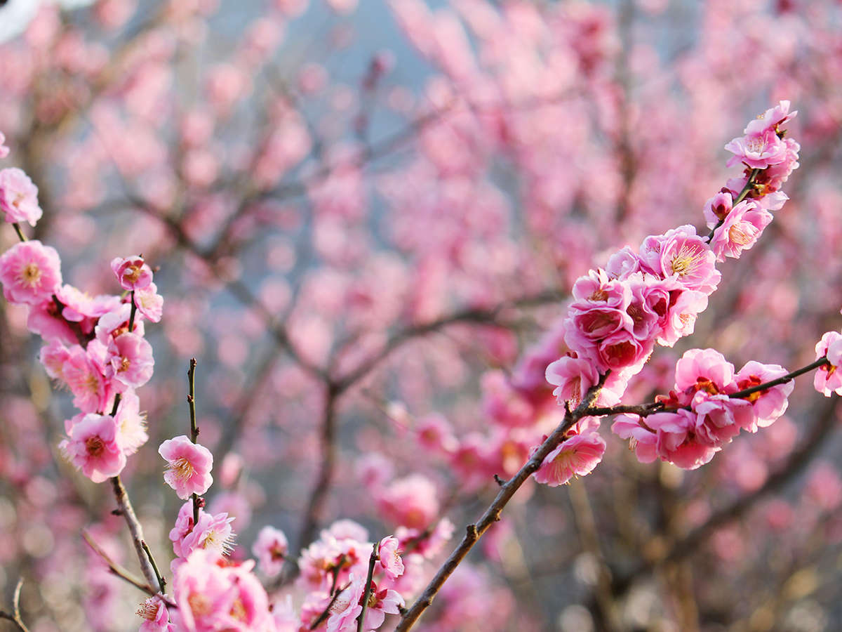 湯河原「梅の宴」紅白4000本の梅がみなさまをお迎えいたします。