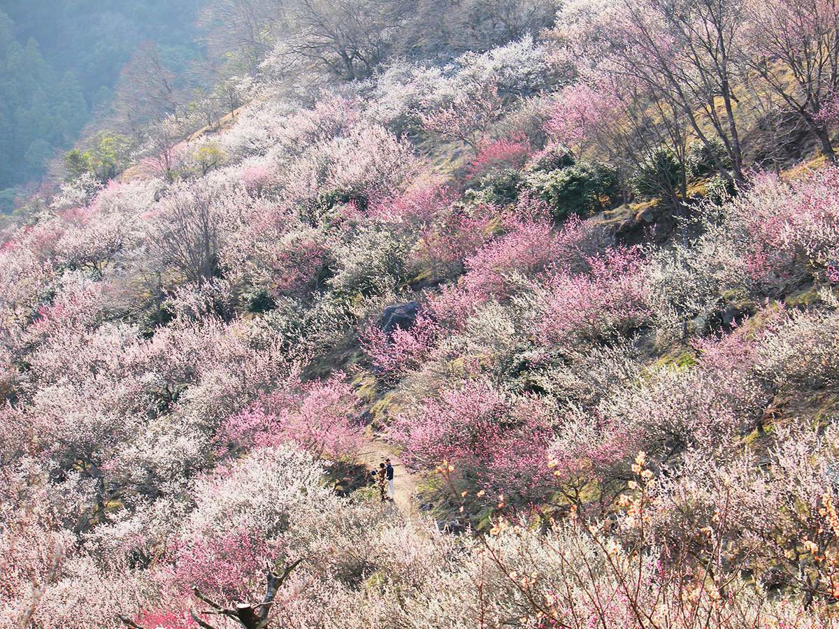 湯河原「梅の宴」あたり一面、梅の香りにつつまれます。