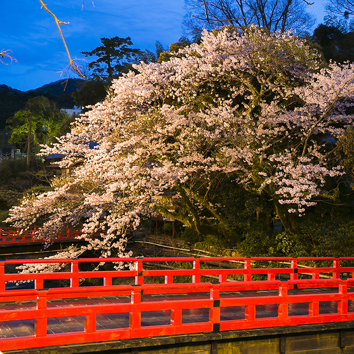 春の夜桜見物