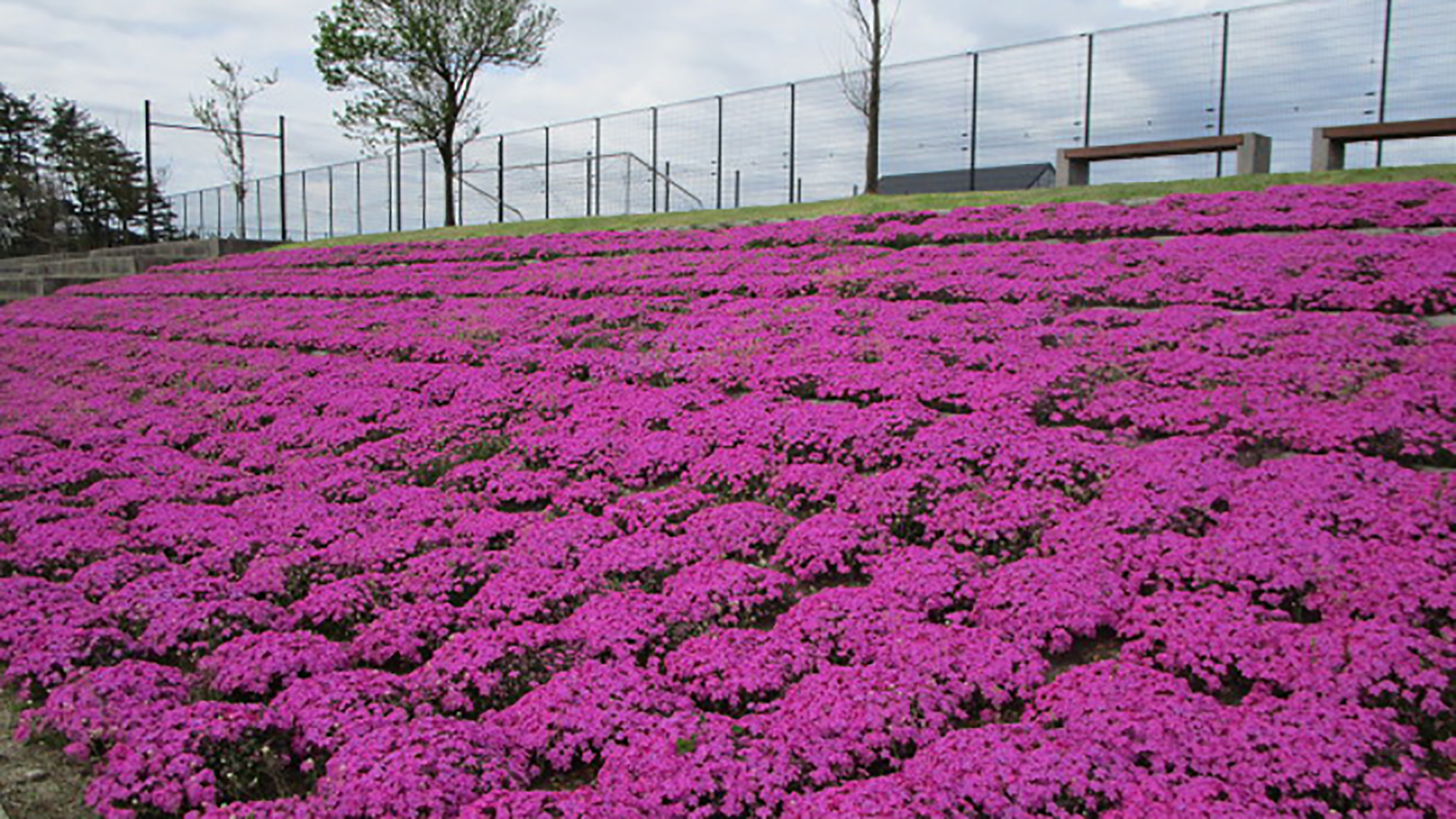 *［紫雲寺記念公園／芝桜］春・例年見頃は4月下旬