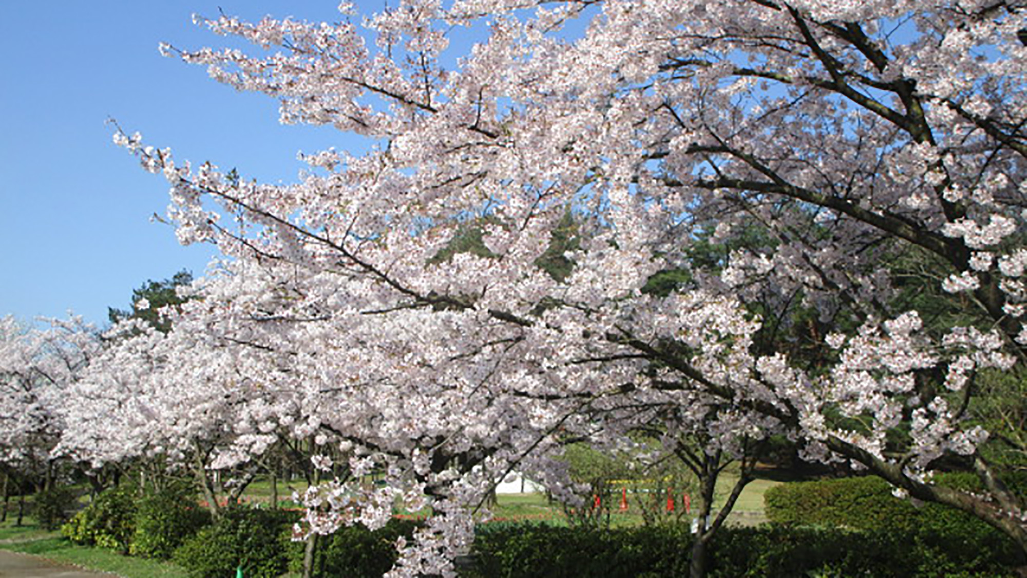 *［紫雲寺記念公園／桜］春・例年見頃は4月上旬～中旬