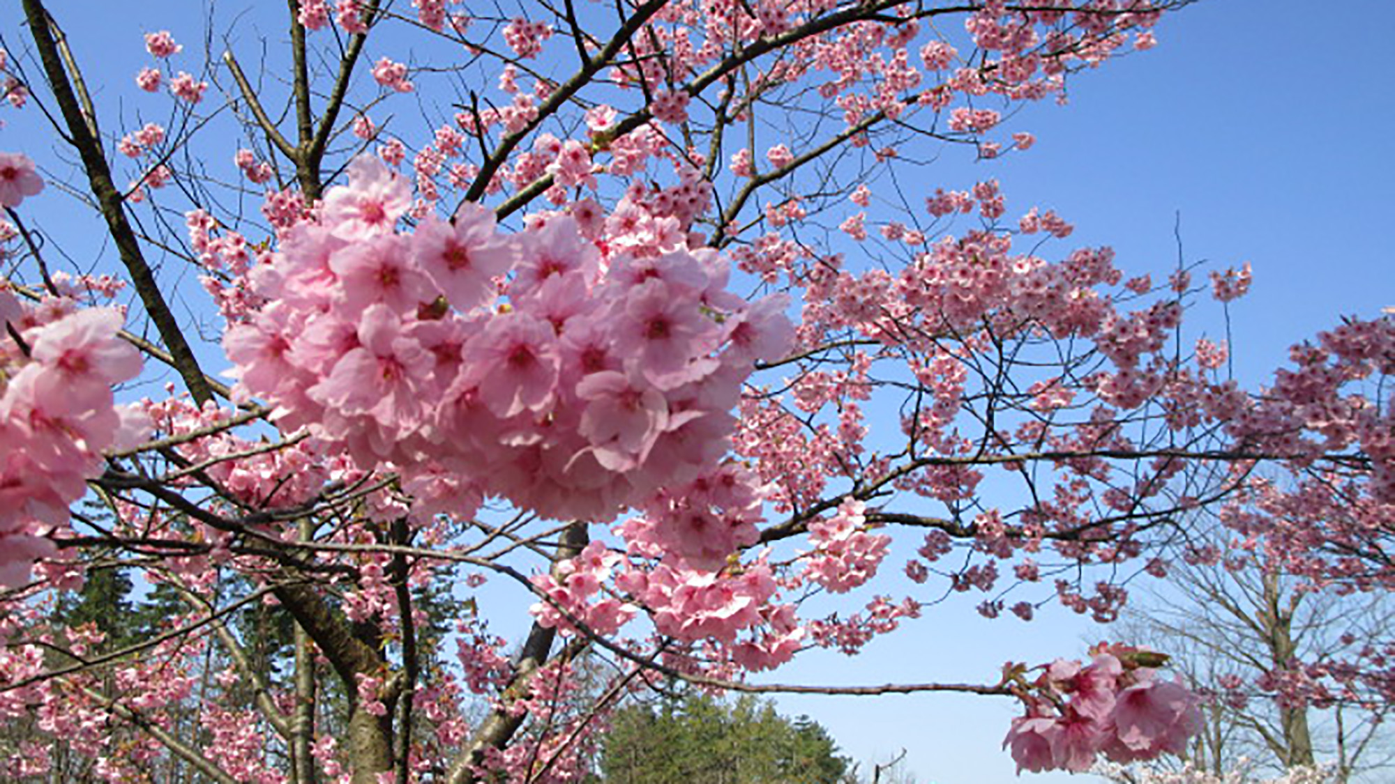 *［紫雲寺記念公園／オオヤマザクラ］春・例年見頃は4月上旬～中旬