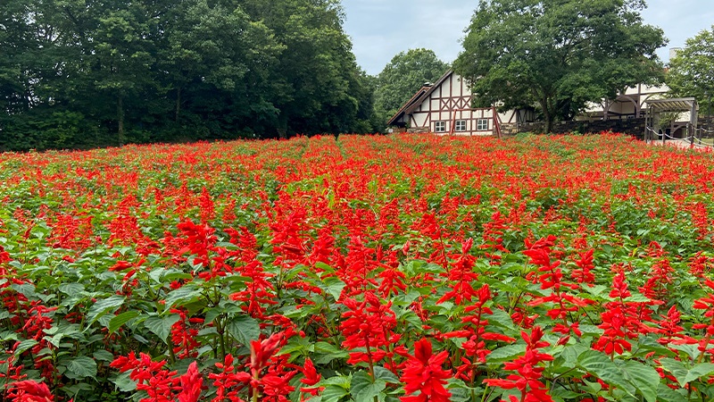 【周辺観光】「おかやまフォレストパーク　ドイツの森」季節のお花：サルビア