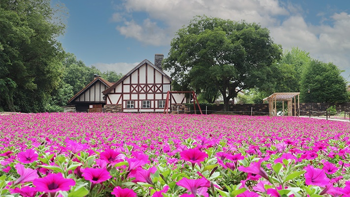 【周辺観光】「おかやまフォレストパーク　ドイツの森」季節のお花：ペチュニア