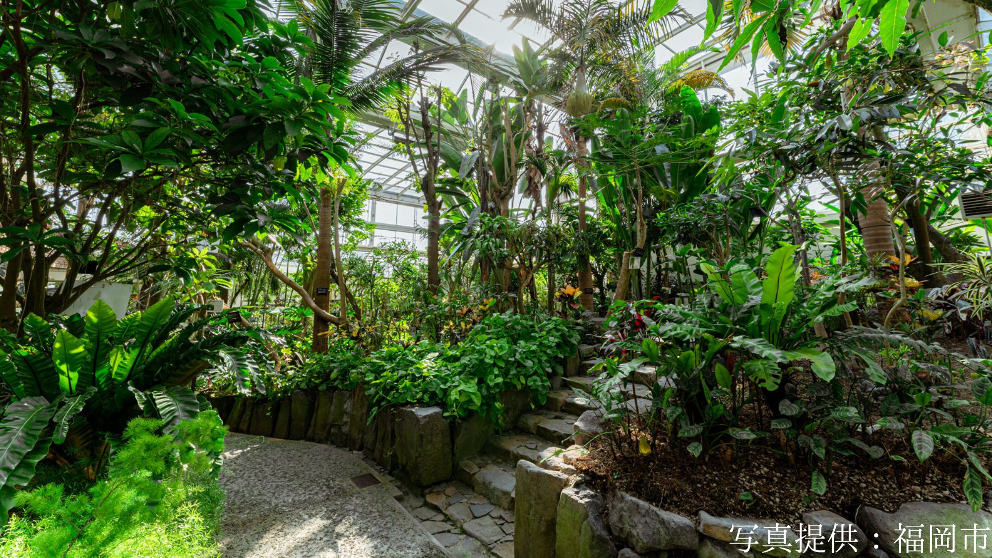 【観光画像】福岡市植物園温室