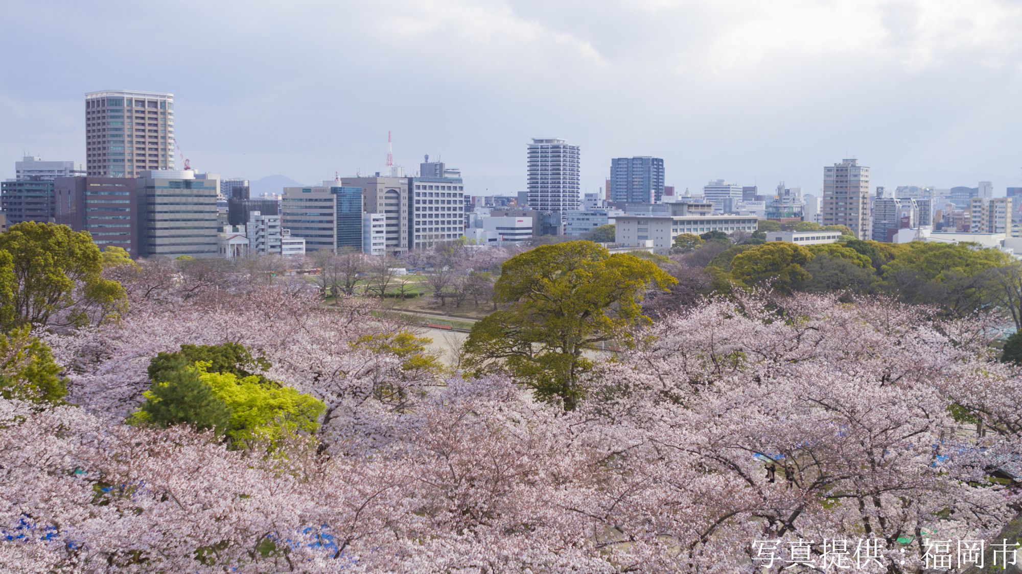 【観光画像】舞鶴公園・桜