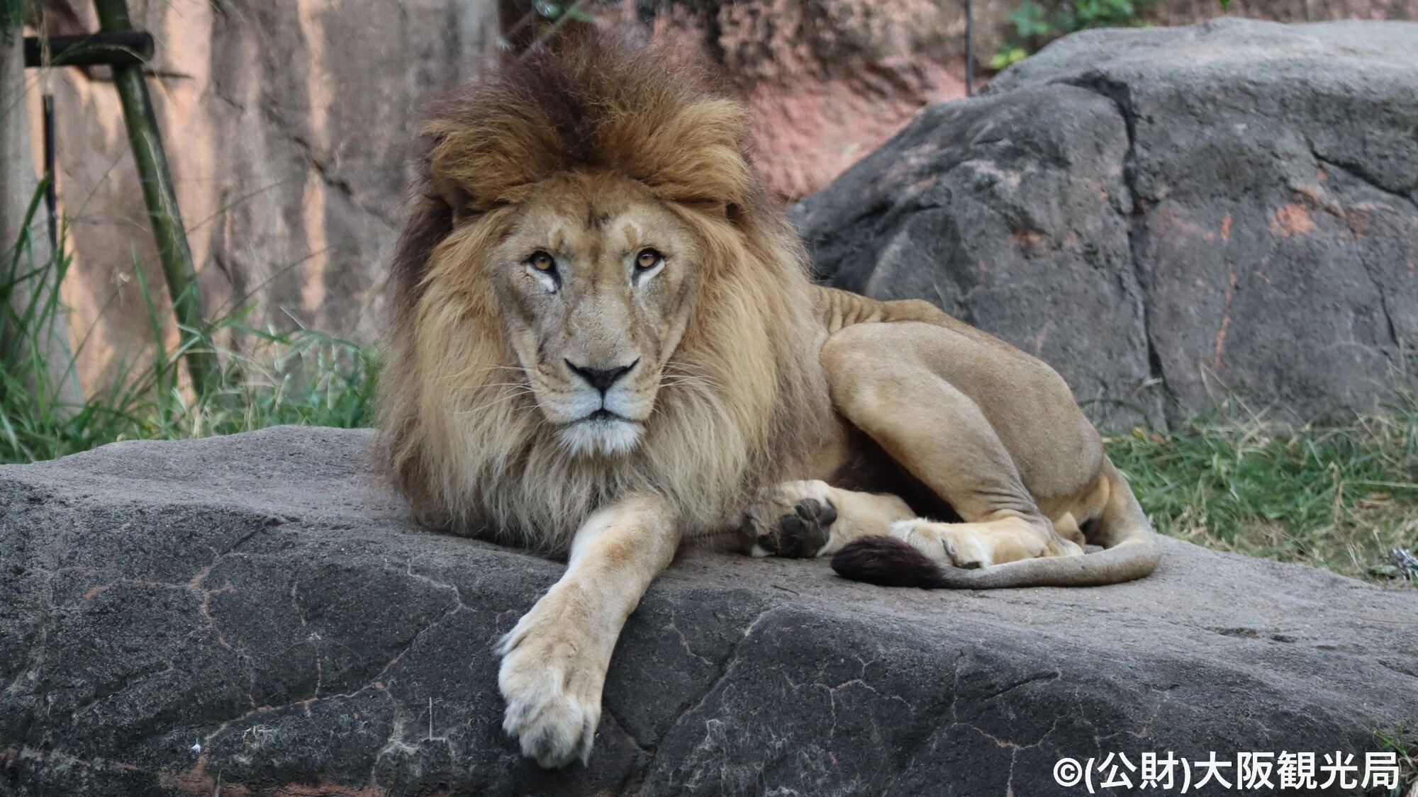 【周辺・観光】天王寺動物園