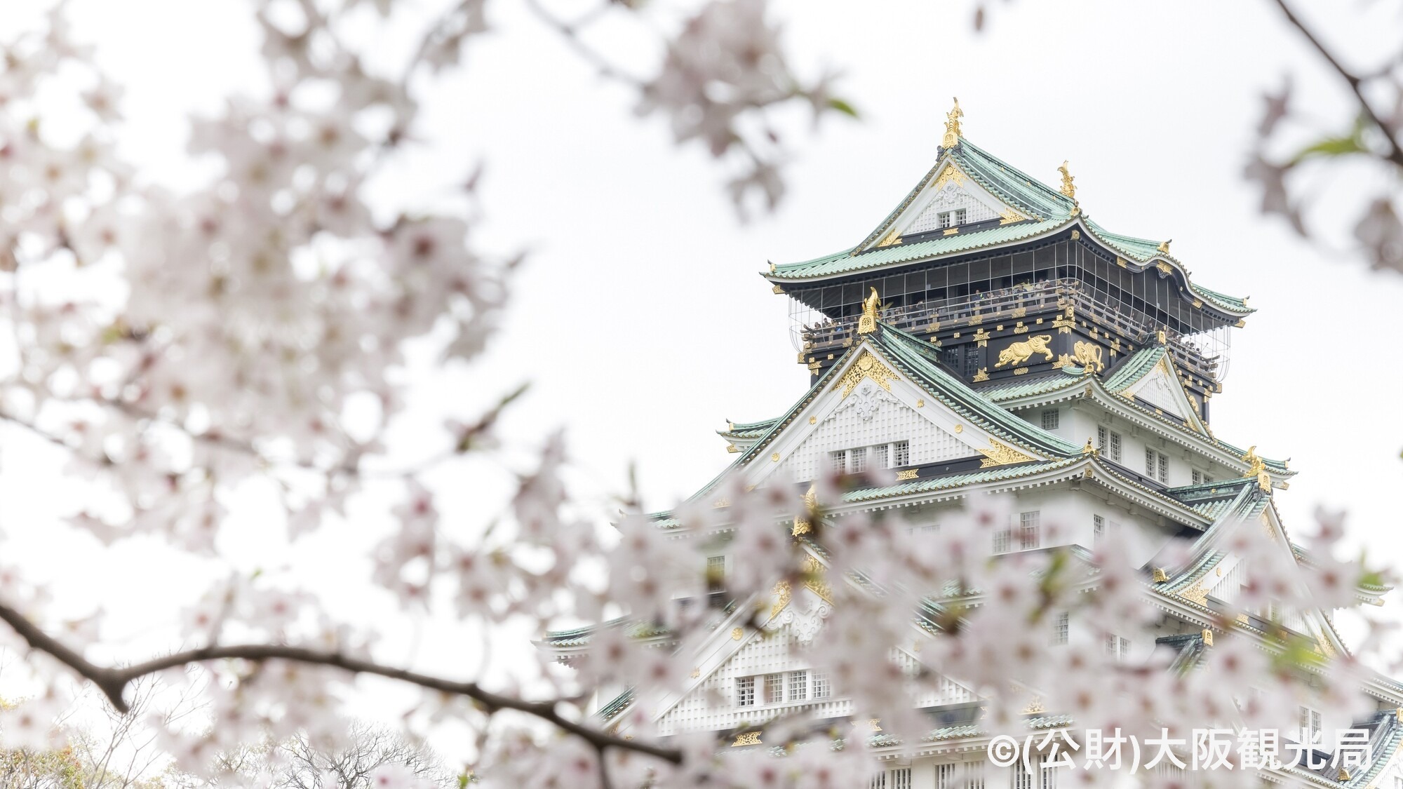 【周辺・観光】大阪城（桜シーズン）